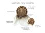 Large Epic Wig by Eva Gabor | Monofilament