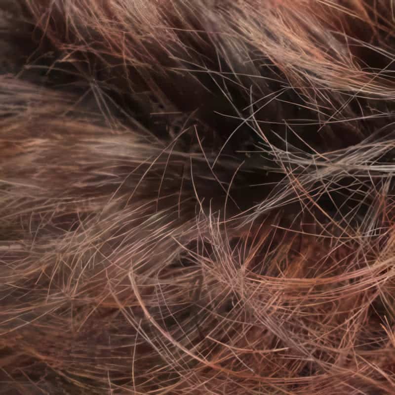 Eva Gabor Wig Color Dark Chocolate Mist