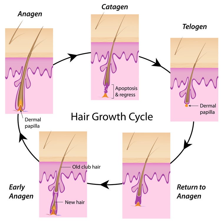 Phases of the hair growth cycle